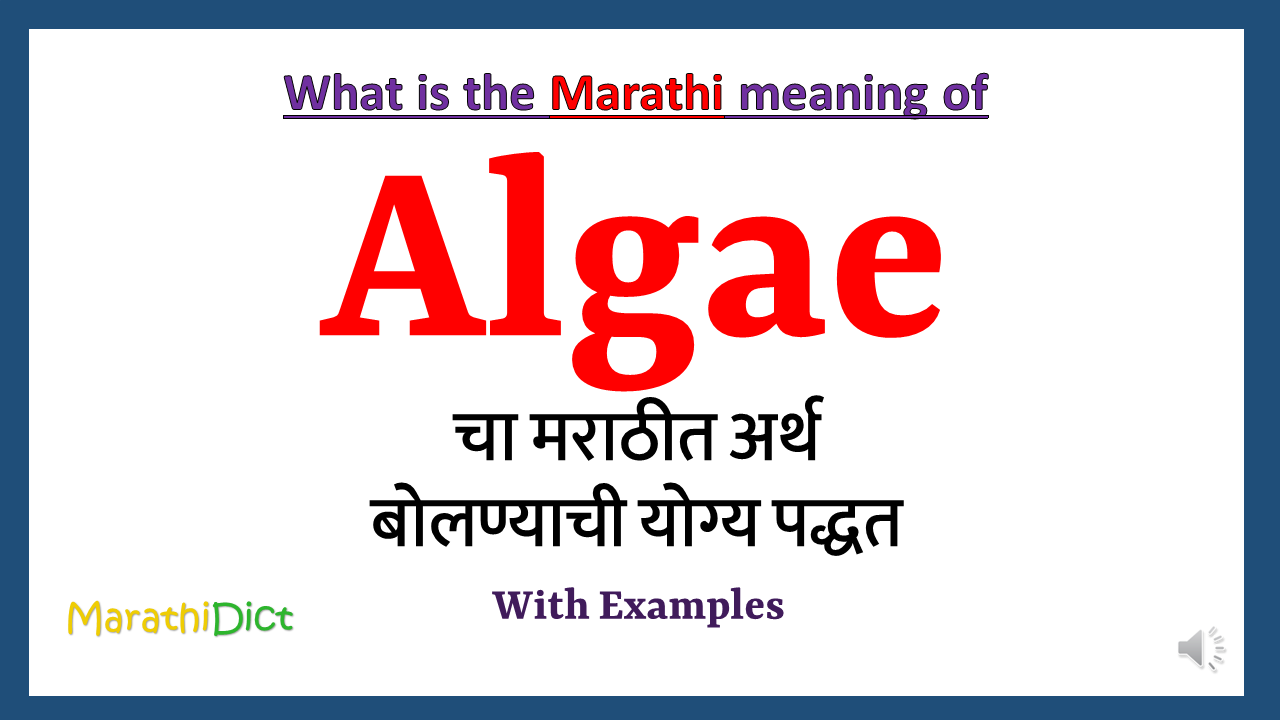 Algae Meaning In Marathi MarathiDict